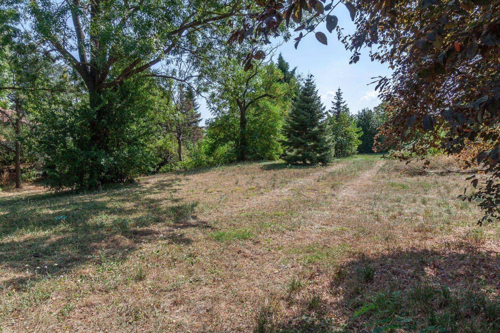 Natürliches Grundstück mit altem Baumbestand und sonnigen Grasflächen.