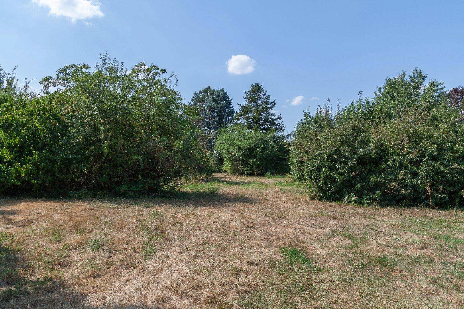 Offenes Grundstück mit dichten Büschen und trockenem Gras unter einem sonnigen Himmel.
