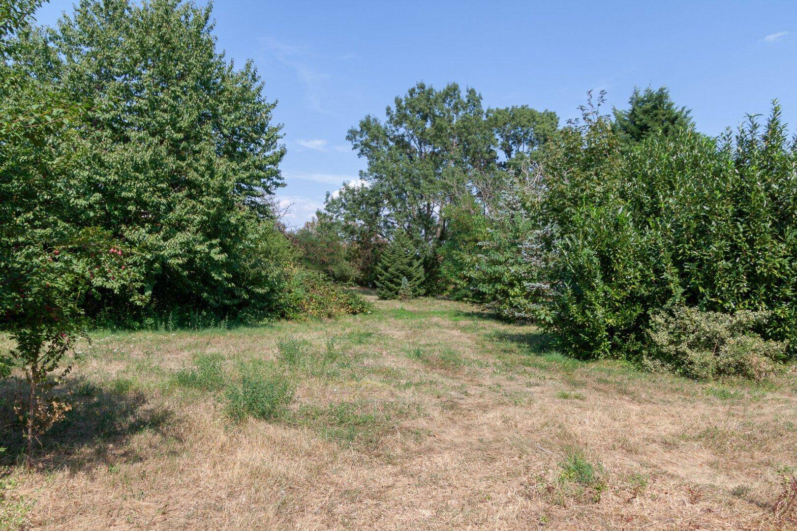 Weitläufiges Grundstück mit verschiedenen Bäumen und trockenem Gras unter blauem Himmel.