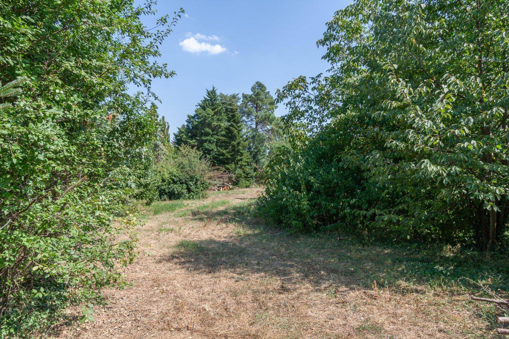 Verwildertes Grundstück mit dichtem Baumbestand und einem Pfad durch das trockene Gras.