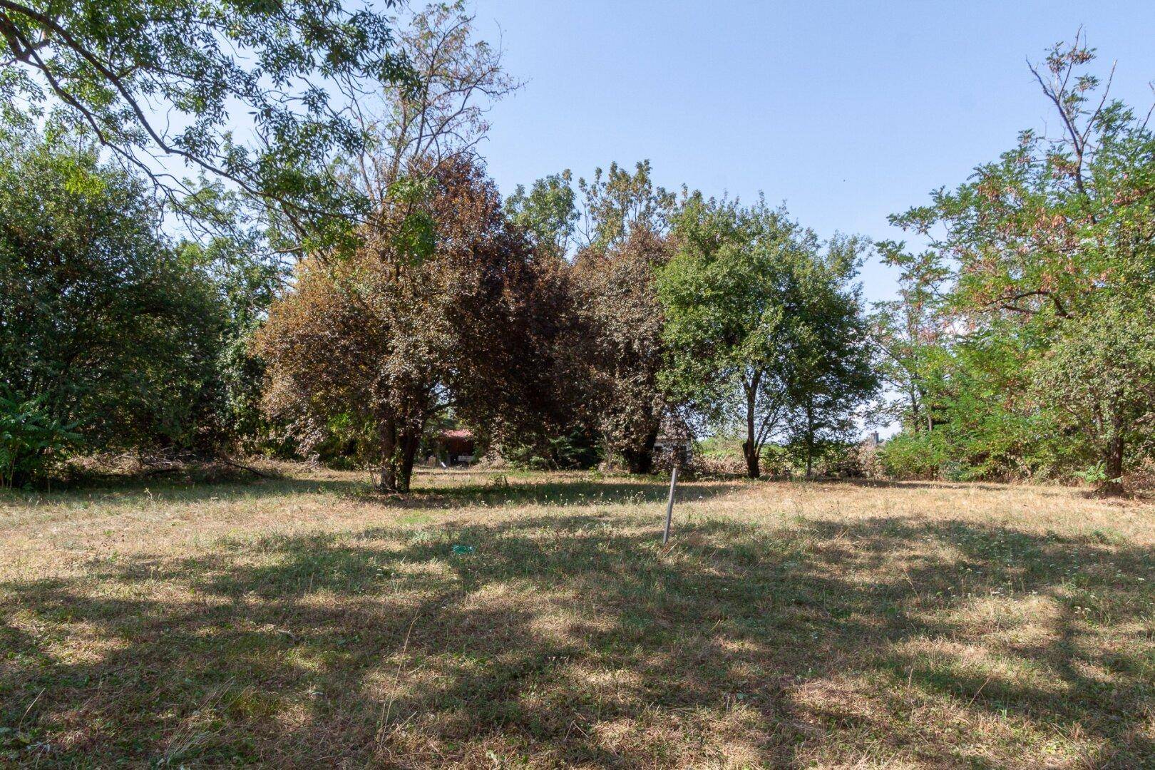 Naturbelassenes Grundstück mit verschiedenen Bäumen und trockenem Gras unter blauem Himmel.