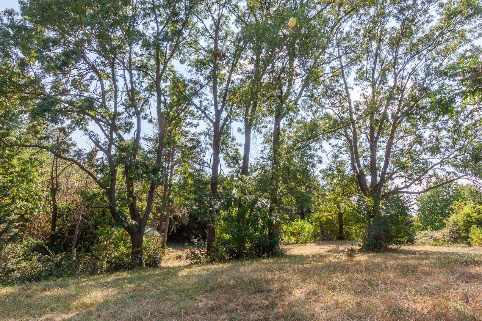 Weitläufiges Grundstück mit hohen Bäumen und sonnigen Grasflächen unter blauem Himmel.