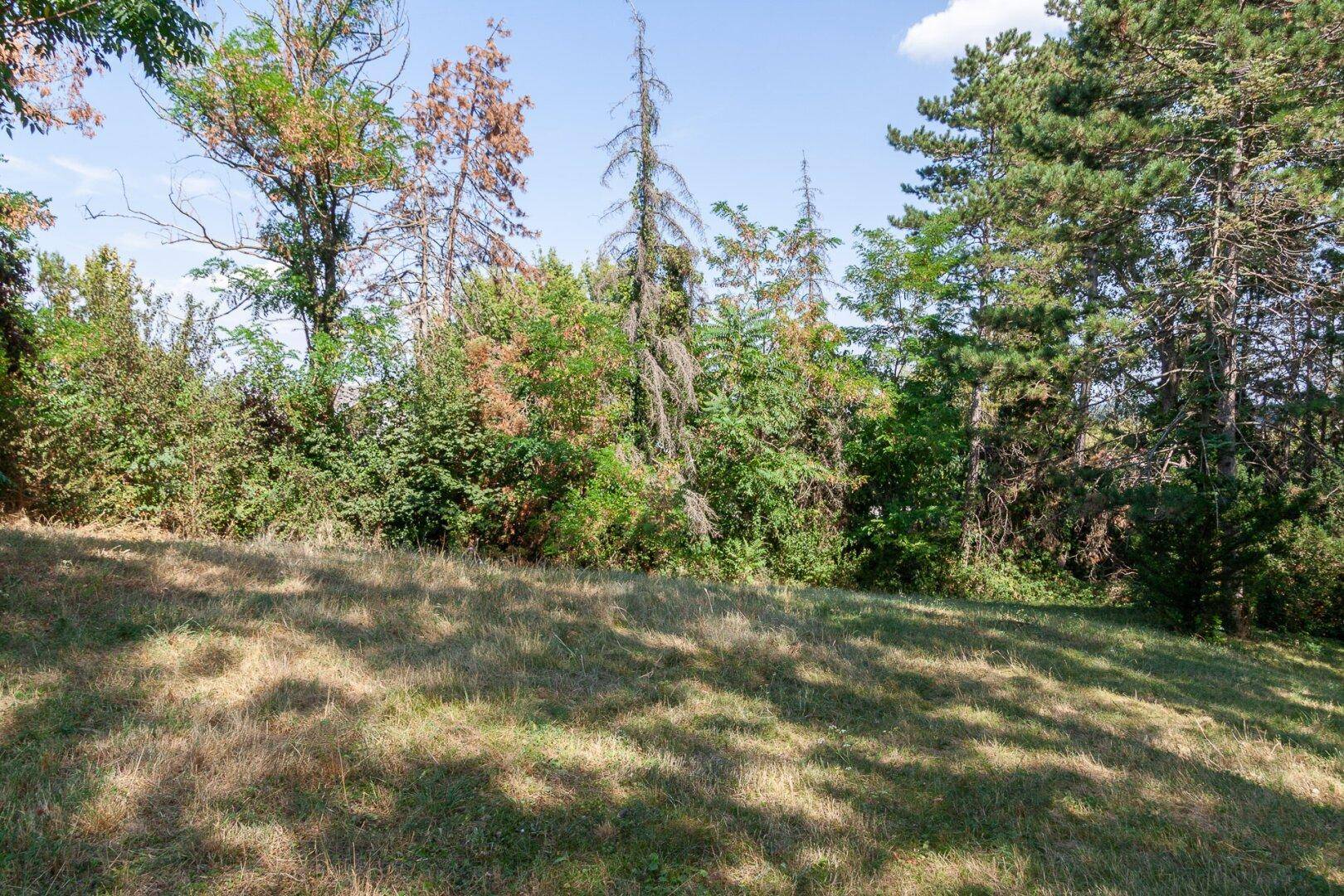 Grundstück mit Baumbestand, teilweise abgestorbenen Bäumen und trockenem Gras.