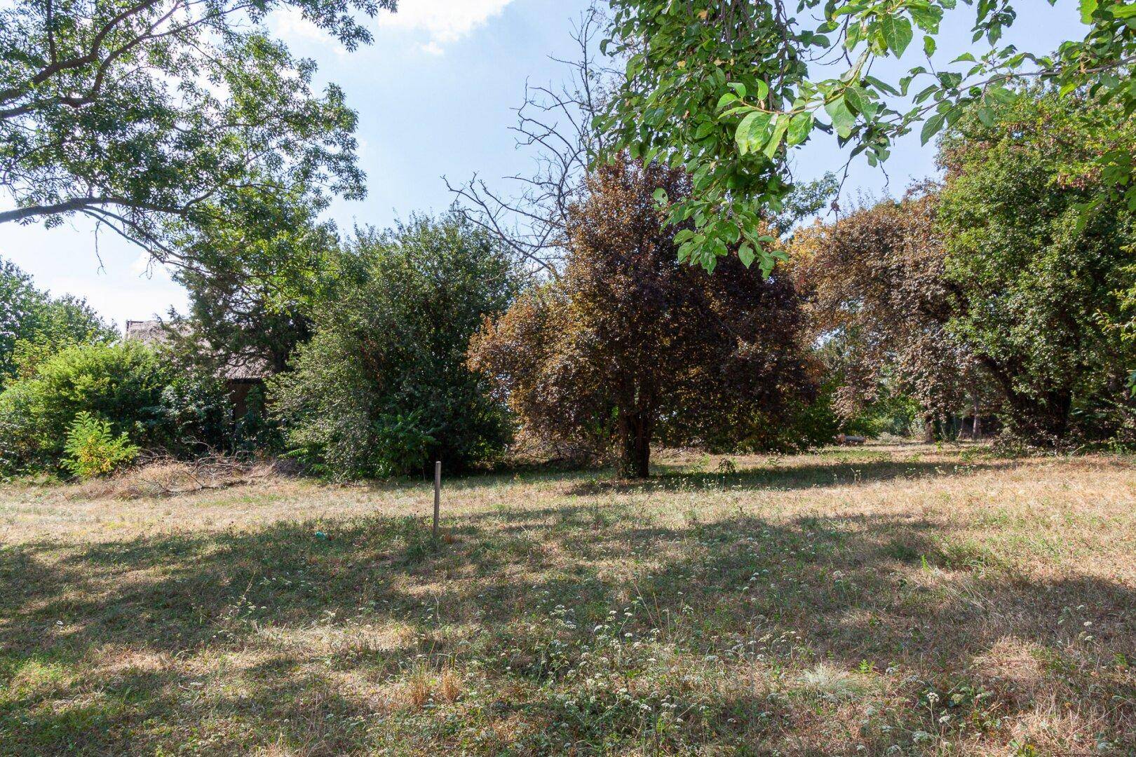 Natürliches Grundstück mit verschiedenen Bäumen und trockenem Gras unter blauem Himmel.