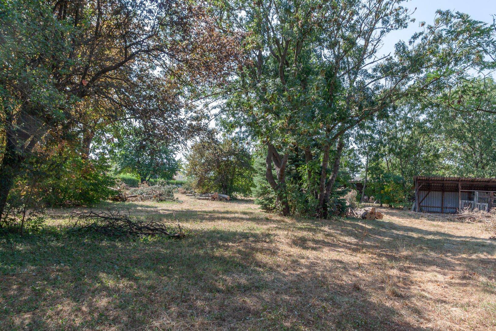 Grundstück mit Baumbestand, trockenem Gras und einem kleinen Schuppen im Hintergrund.