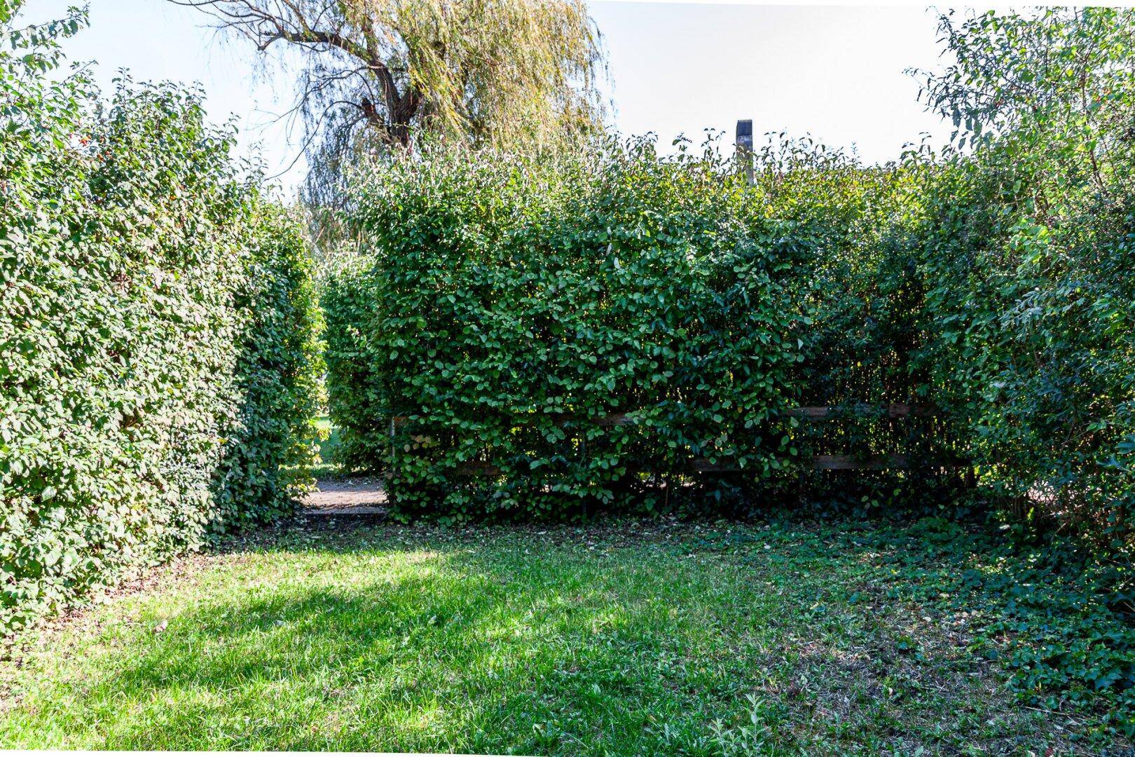 Grüner Gartenweg zwischen hohen, gepflegten Hecken.