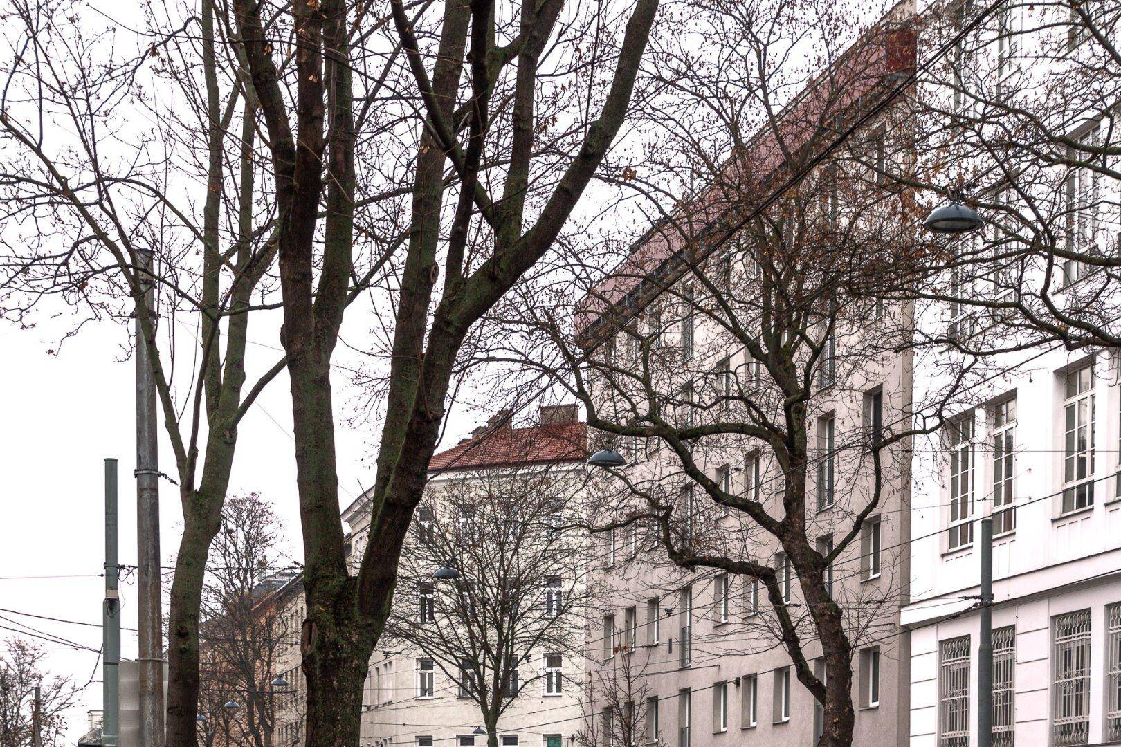 Stadtansicht mit hohen Bäumen und historischen Gebäudefassaden an einer Straße.