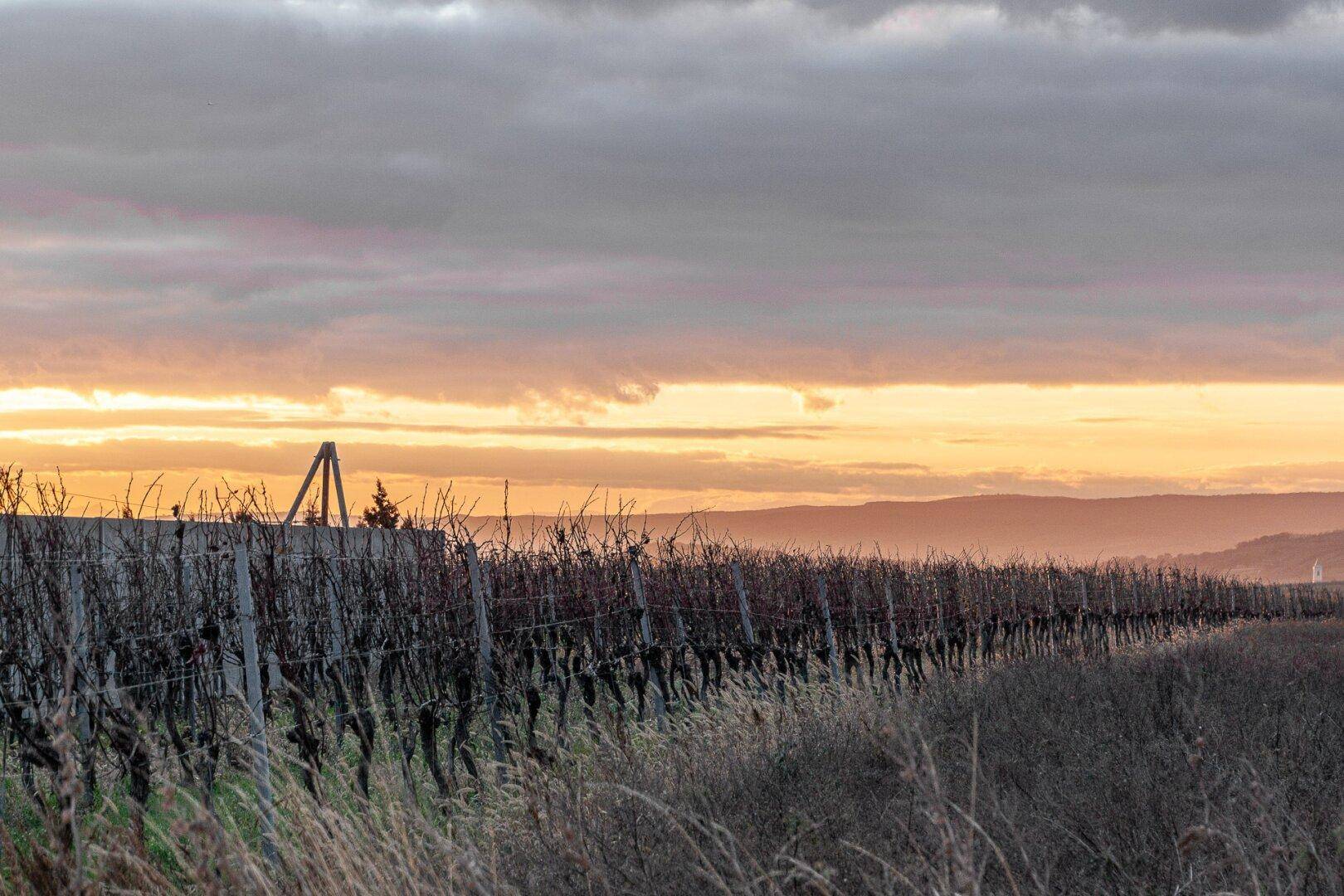 Nahaufnahme eines Weinbergs bei Sonnenuntergang mit sanften Hügeln im Hintergrund und warmem Licht.