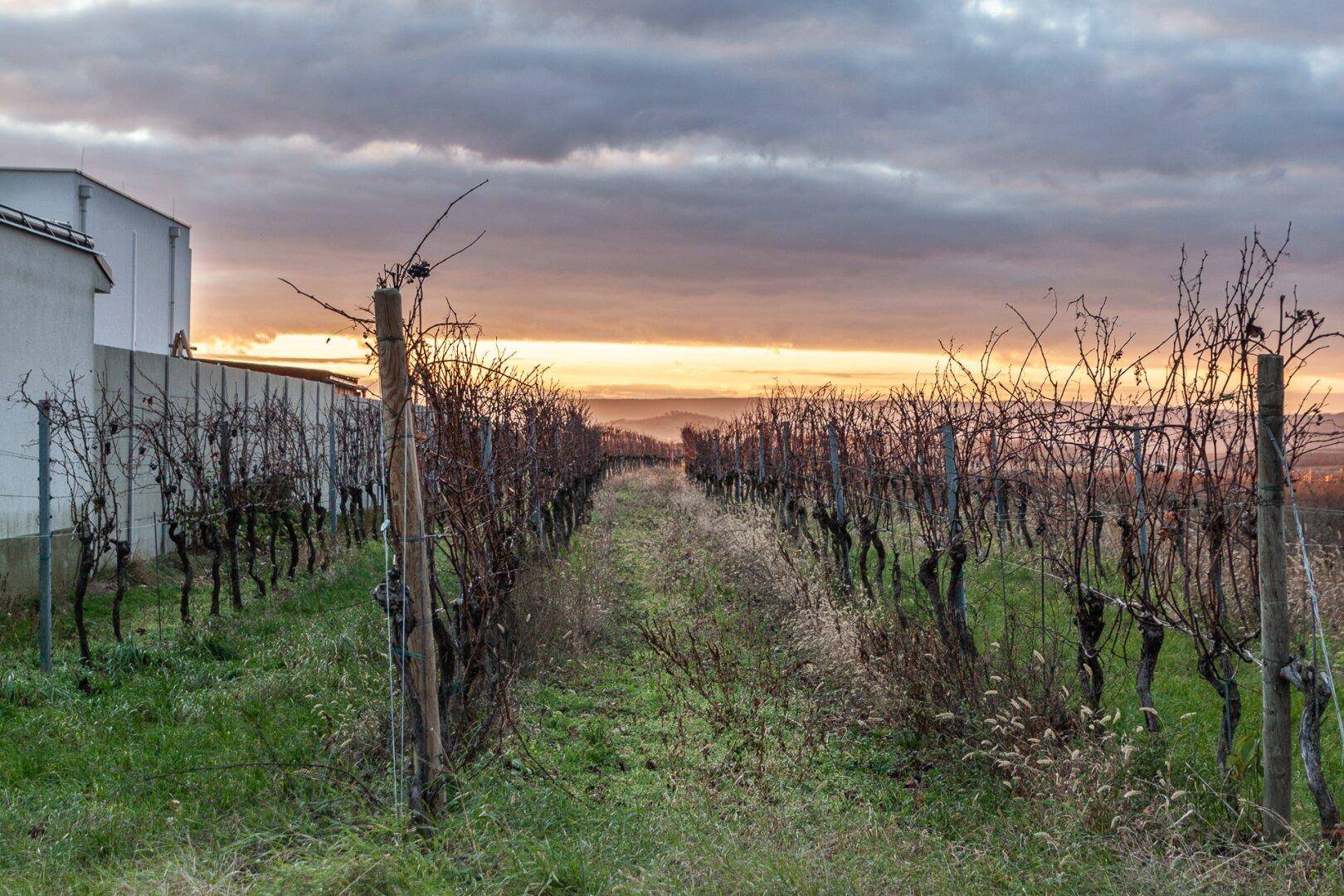 Reihen von Weinreben erstrecken sich in die Ferne, mit einem Gebäude links und einem Sonnenuntergangshimmel.