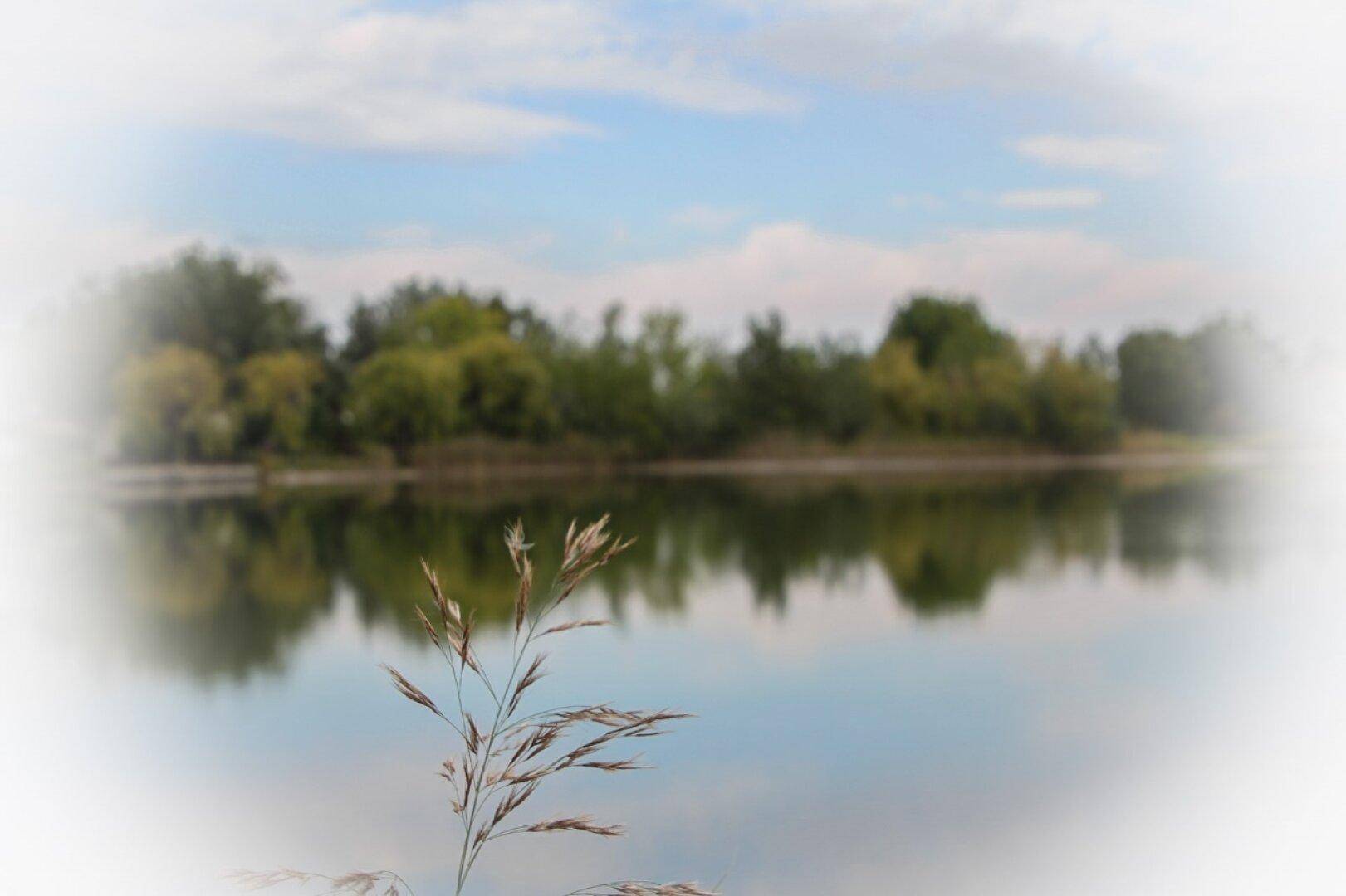 Malerischer Blick über einen See mit spiegelnden Bäumen am Horizont und unscharfem Vordergrund.