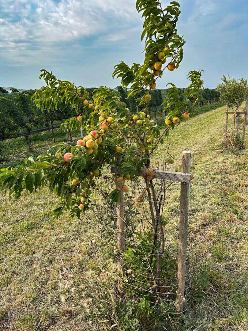 Junger Obstbaum mit reifen Früchten, geschützt durch einen Holzrahmen, vor einem Weinberg.