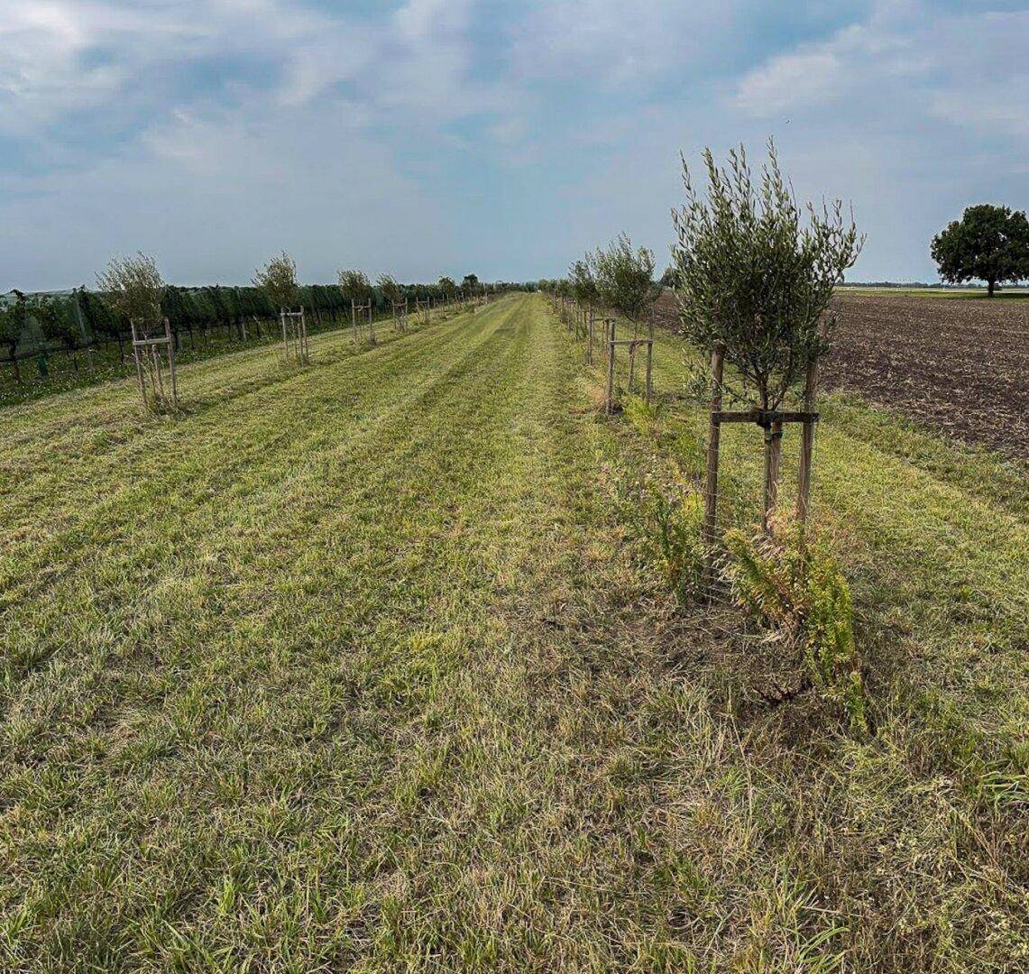 Ländliche Szenerie mit einem langen, grasbewachsenen Pfad, jungen Bäumen und weiten Feldern unter Wolken.