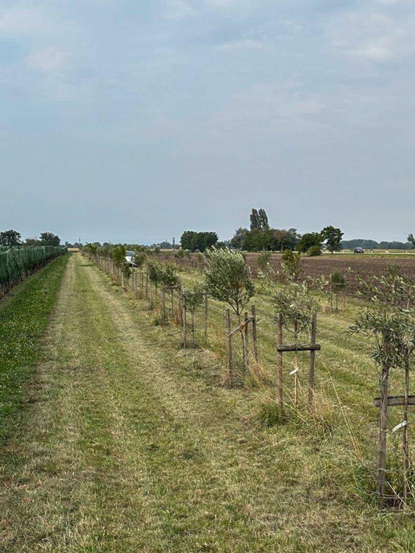 Weitläufige Landschaft mit einem grasbewachsenen Weg, gesäumt von jungen Bäumen und landwirtschaftlichen Feldern.