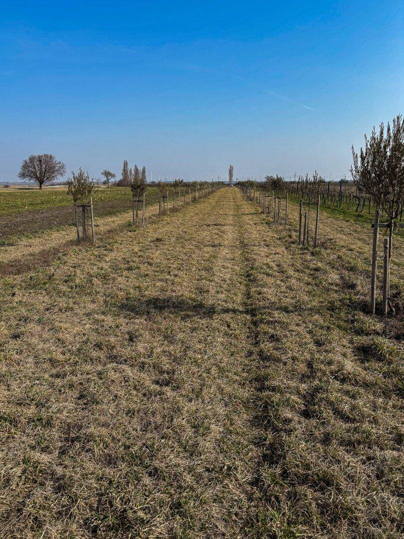 Sonniger, trockener Weg, gesäumt von jungen Bäumen, umgeben von Feldern unter klarem blauem Himmel.