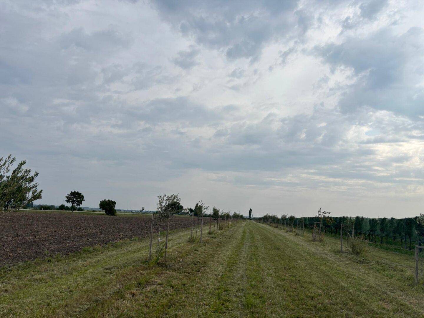 Weite Landschaft mit einem grasbewachsenen Weg, jungen Bäumen und Feldern unter einem bedeckten Himmel.