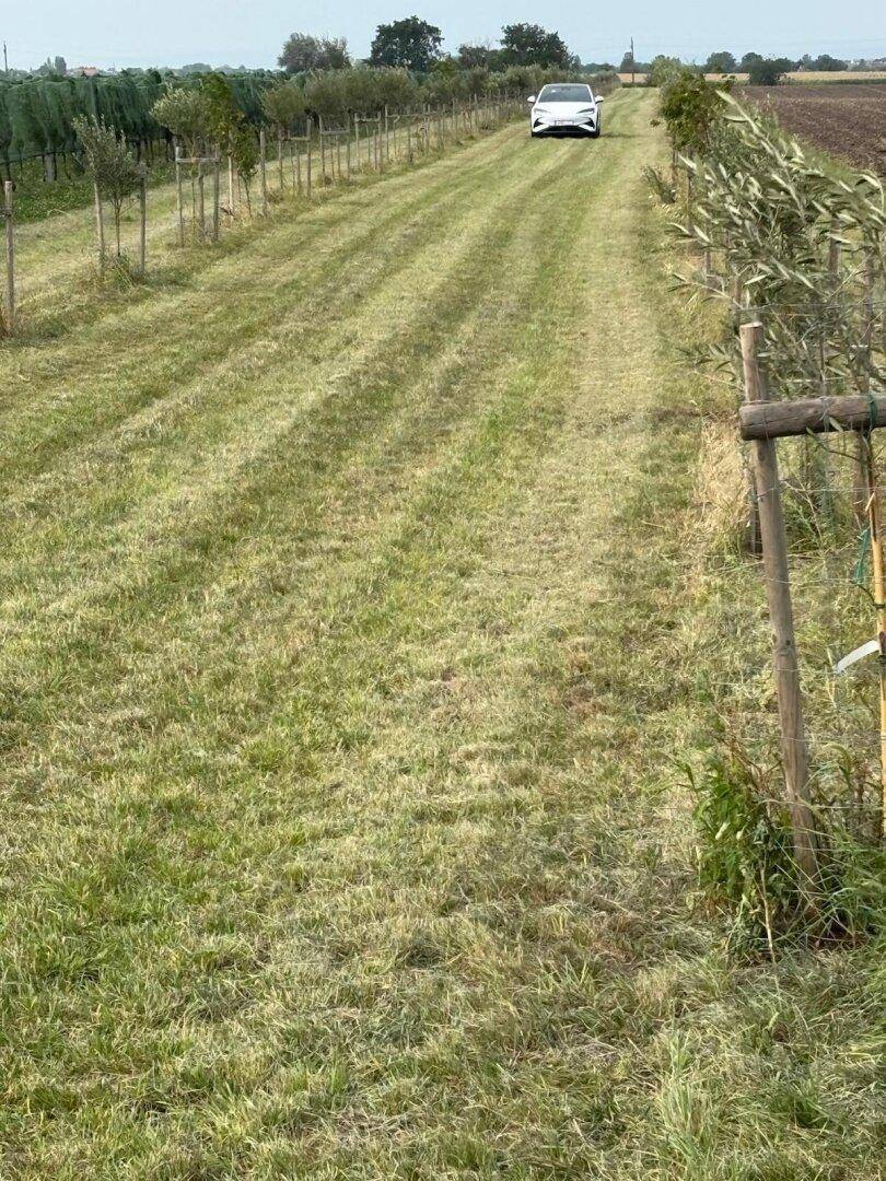 Langer, grasbewachsener Weg, gesäumt von jungen Bäumen, mit einem Auto in der Ferne.
