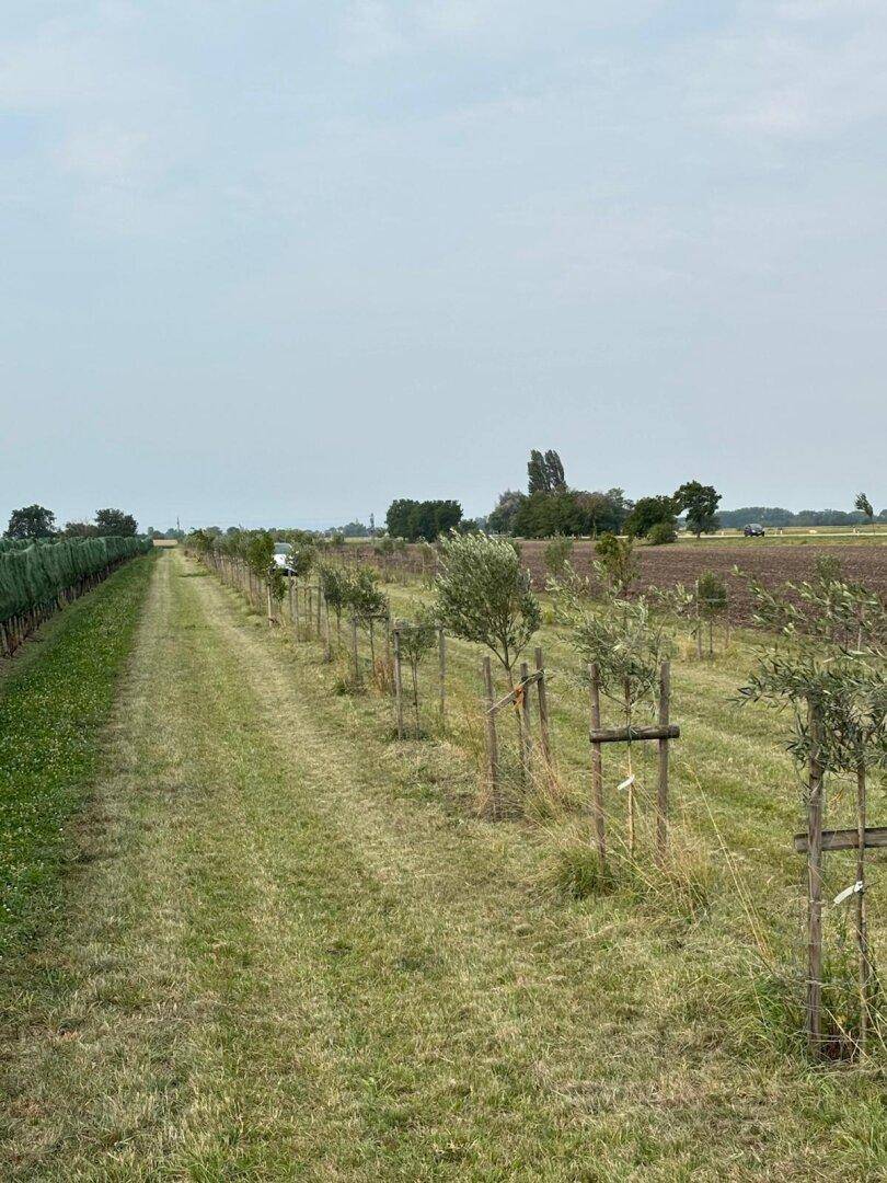 Ländliche Szenerie mit einem grasbewachsenen Weg, jungen Bäumen und weiten Feldern unter bewölktem Himmel.