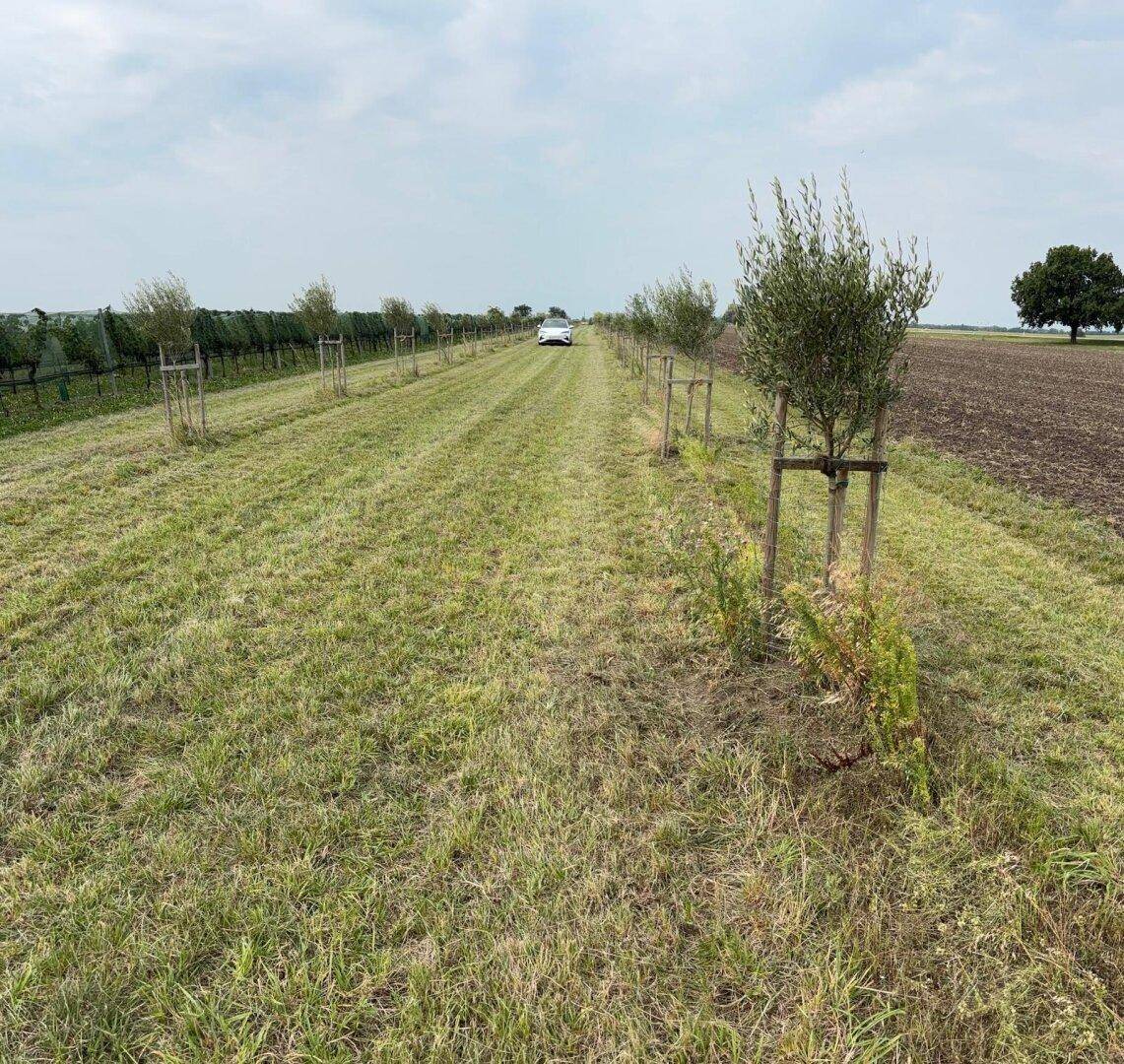 Grasbewachsener Weg, gesäumt von jungen Bäumen, mit einem weißen Auto in der Ferne.