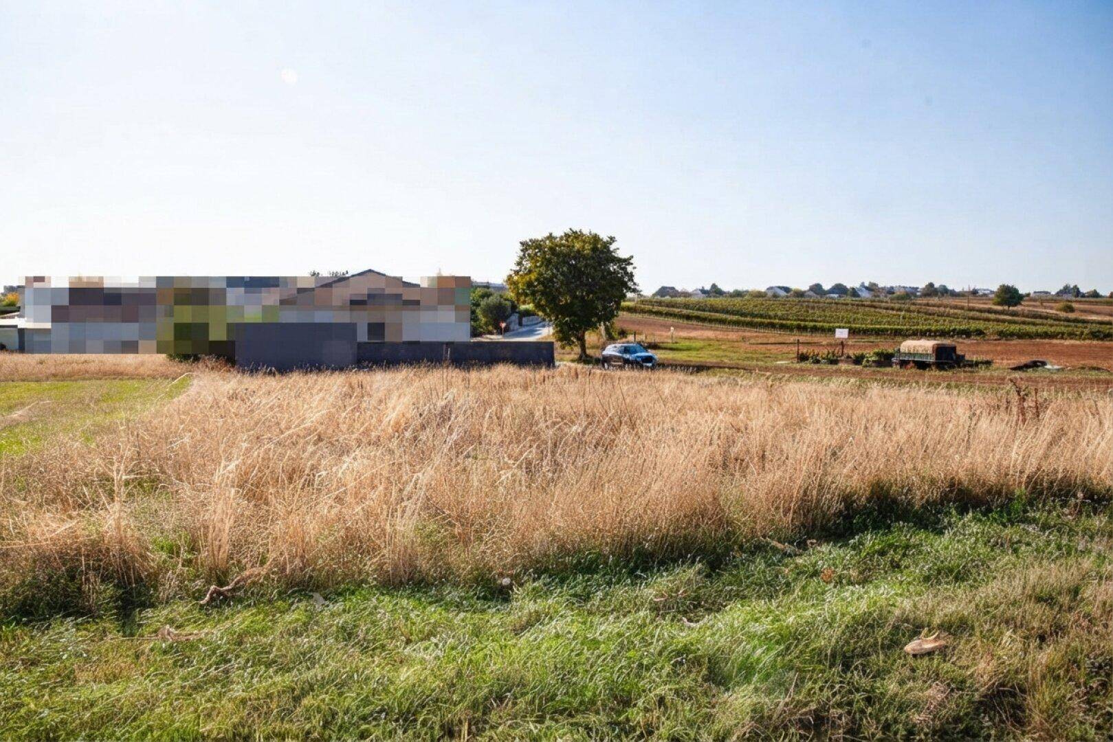Weites Grasfeld mit einem Gebäude, einem Baum und einem Auto, im Hintergrund sind Weinberge erkennbar.