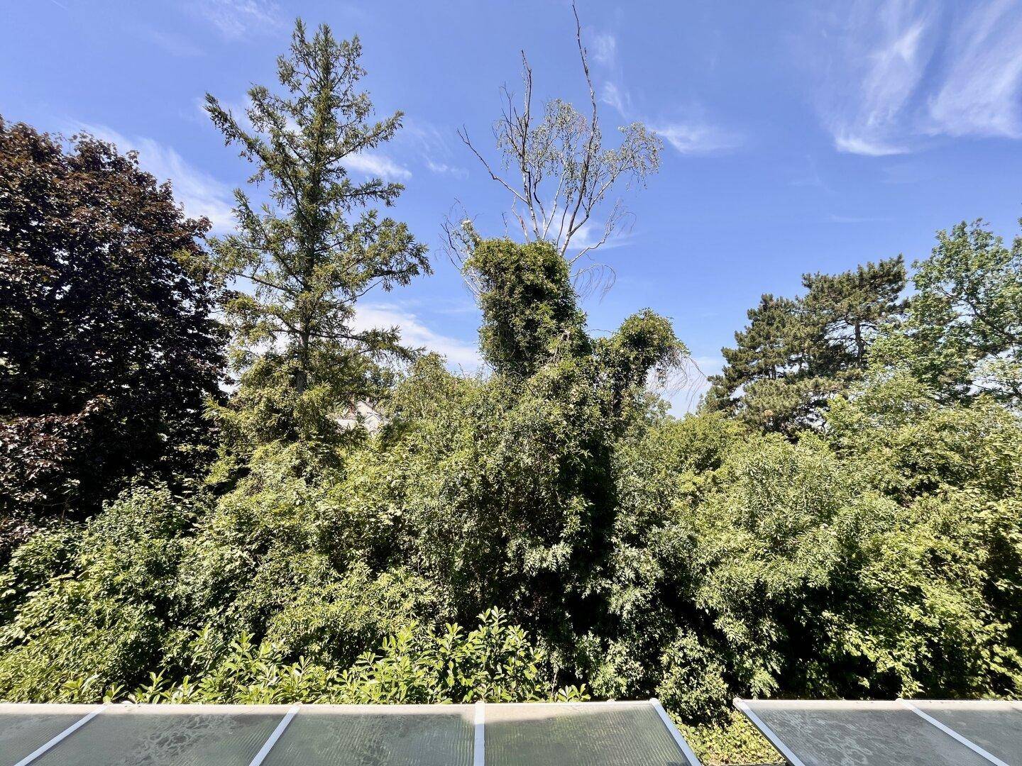 Weitläufiger Blick ins Grüne mit üppiger Vegetation und Bäumen unter blauem Himmel.