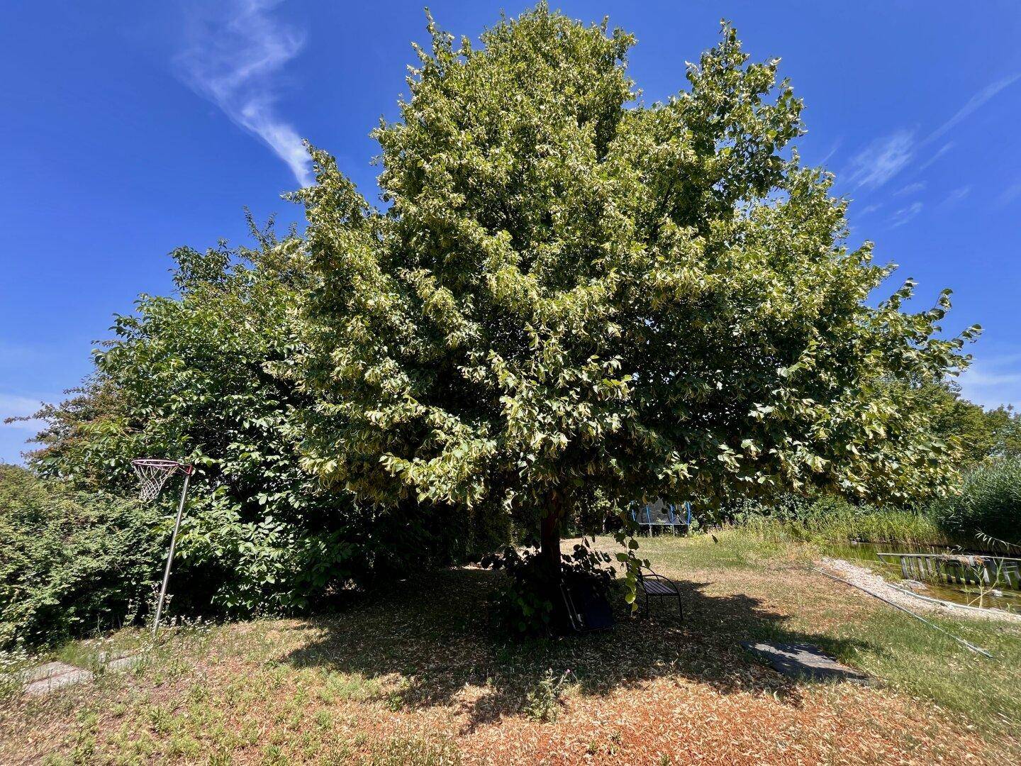 Majestätischer alter Baum im weitläufigen Garten, der Schatten spendet an einem sonnigen Tag.