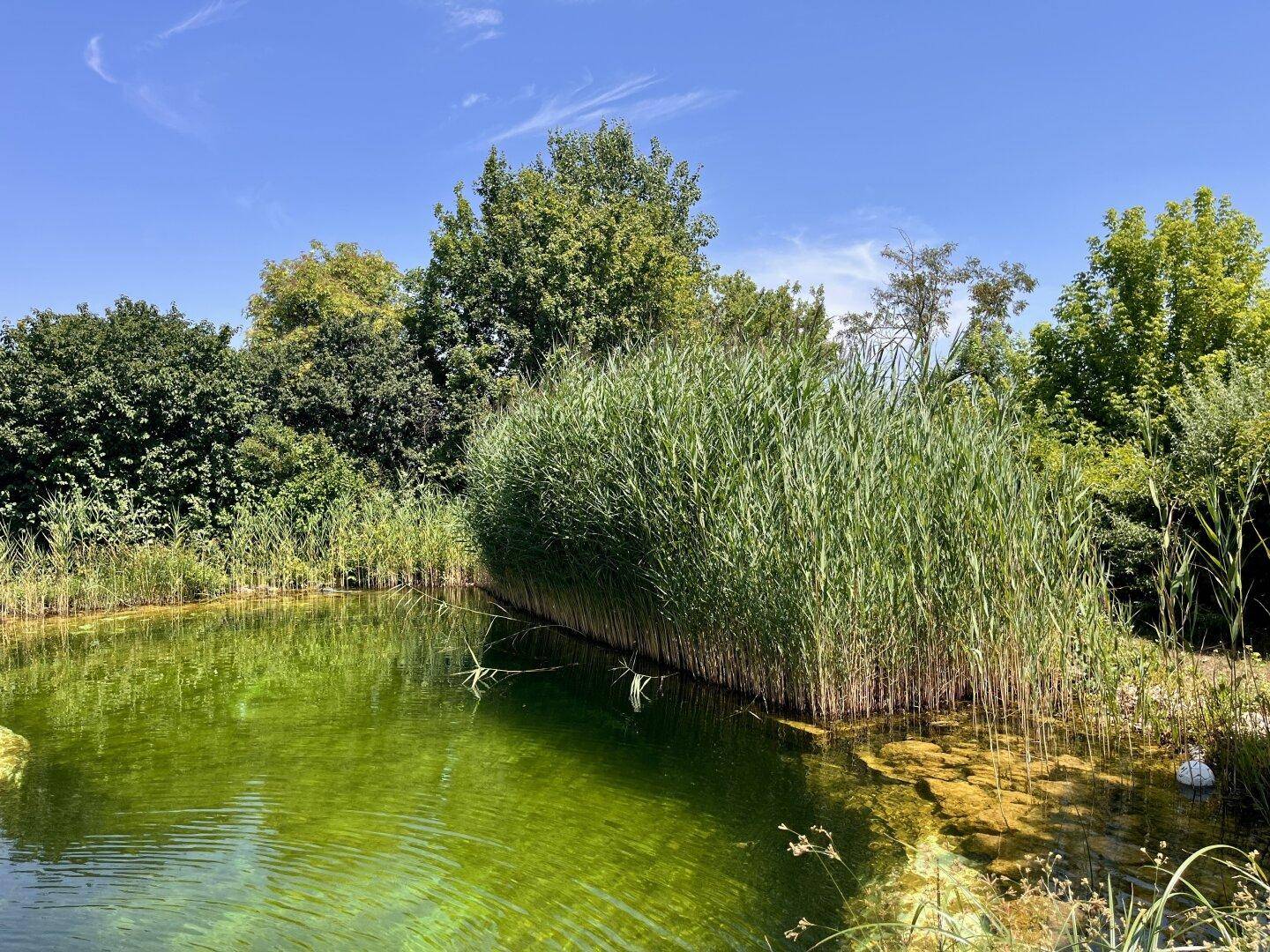 Natürlicher Teich mit Schilfbewuchs und klarem Wasser, ein Biotop im Garten.