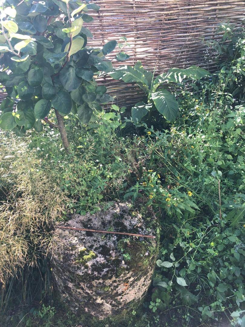 Natürlicher Gartenbereich mit einem großen bemoosten Stein und dichter Vegetation.