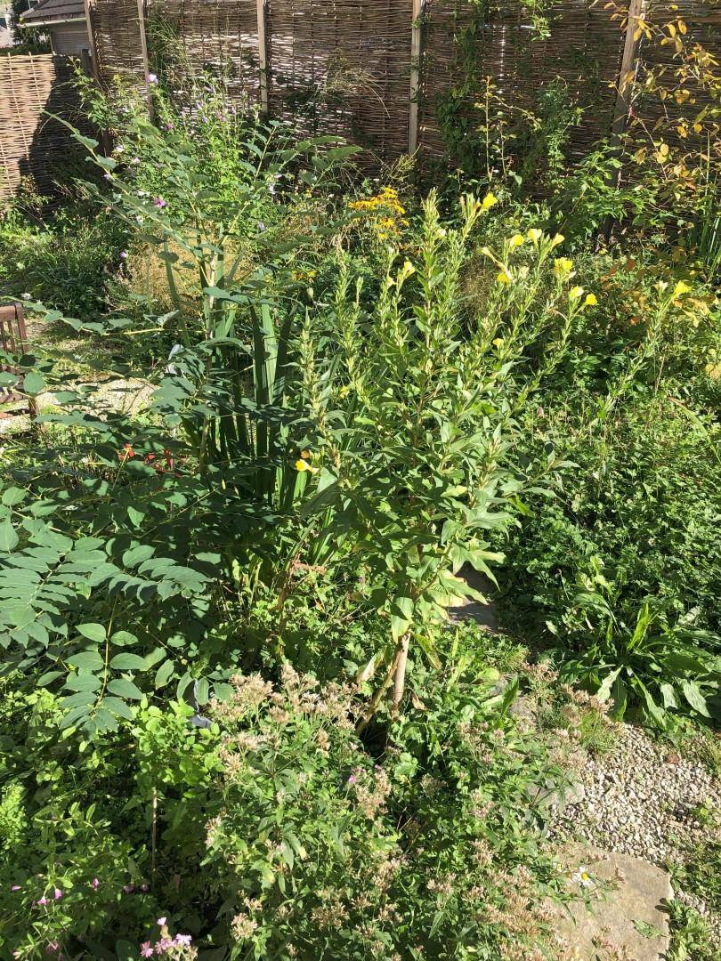 Garten mit hohen Pflanzen, blühenden Sträuchern und einem traditionellen Flechtzaun.