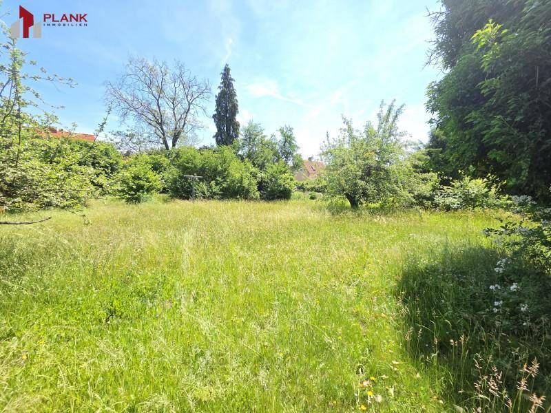 Großes, sonniges Grundstück mit hohem Gras und umgebenden Bäumen, ideal für Naturliebhaber.