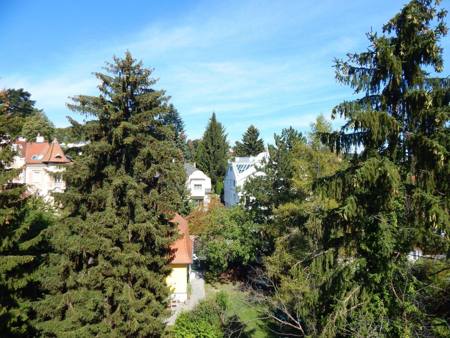 Blick auf hohe Nadelbäume und traditionelle Häuser in einer ruhigen, grünen Umgebung.