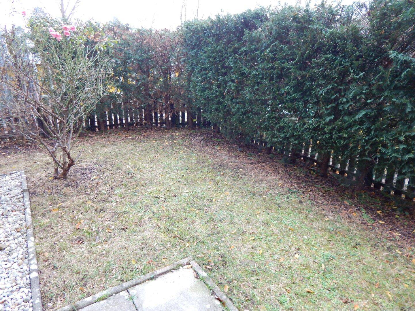 Gepflegter Garten mit Rasen, hoher Hecke und Holzzaun, ideal für Entspannung im Freien.