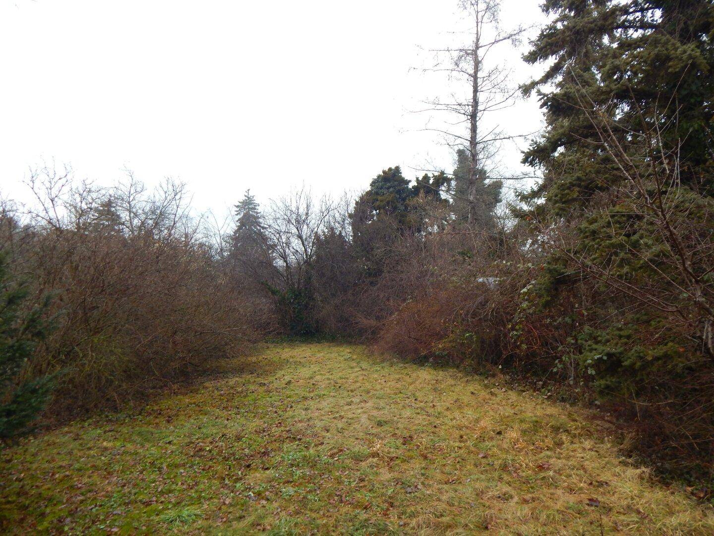 Weitläufiger Gartenbereich mit Rasen und dichtem Baumbestand, bietet viel Grünfläche.