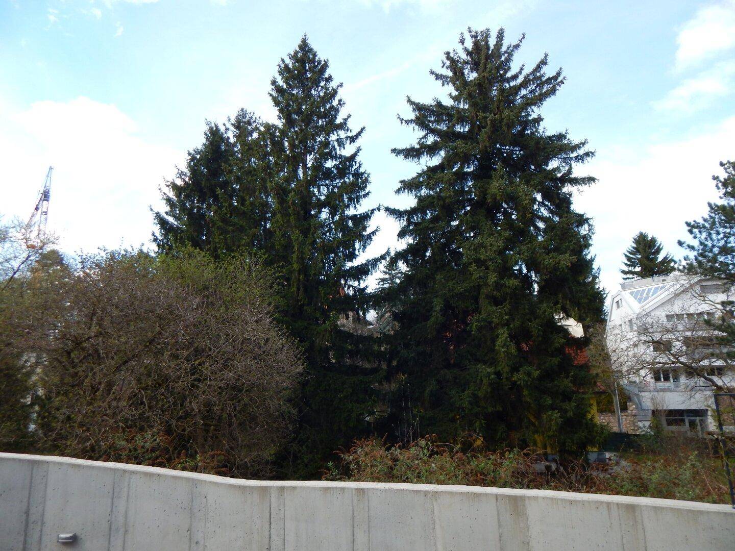 Blick auf hohe Nadelbäume und umliegende Gebäude in der Nachbarschaft.