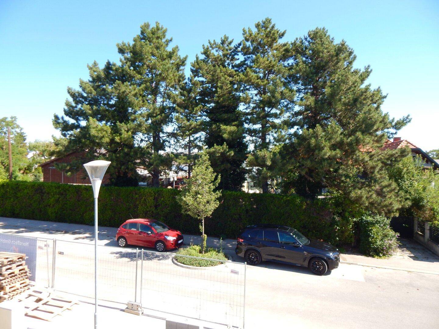 Straße mit parkenden Autos und hohen Bäumen, die eine grüne Umgebung schaffen.