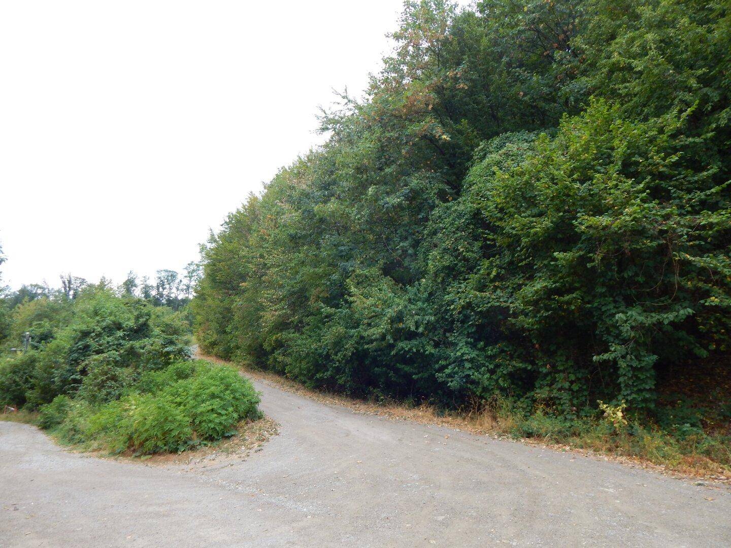 Natürliche Umgebung mit dichtem Baumbestand und einem unbefestigten Weg.