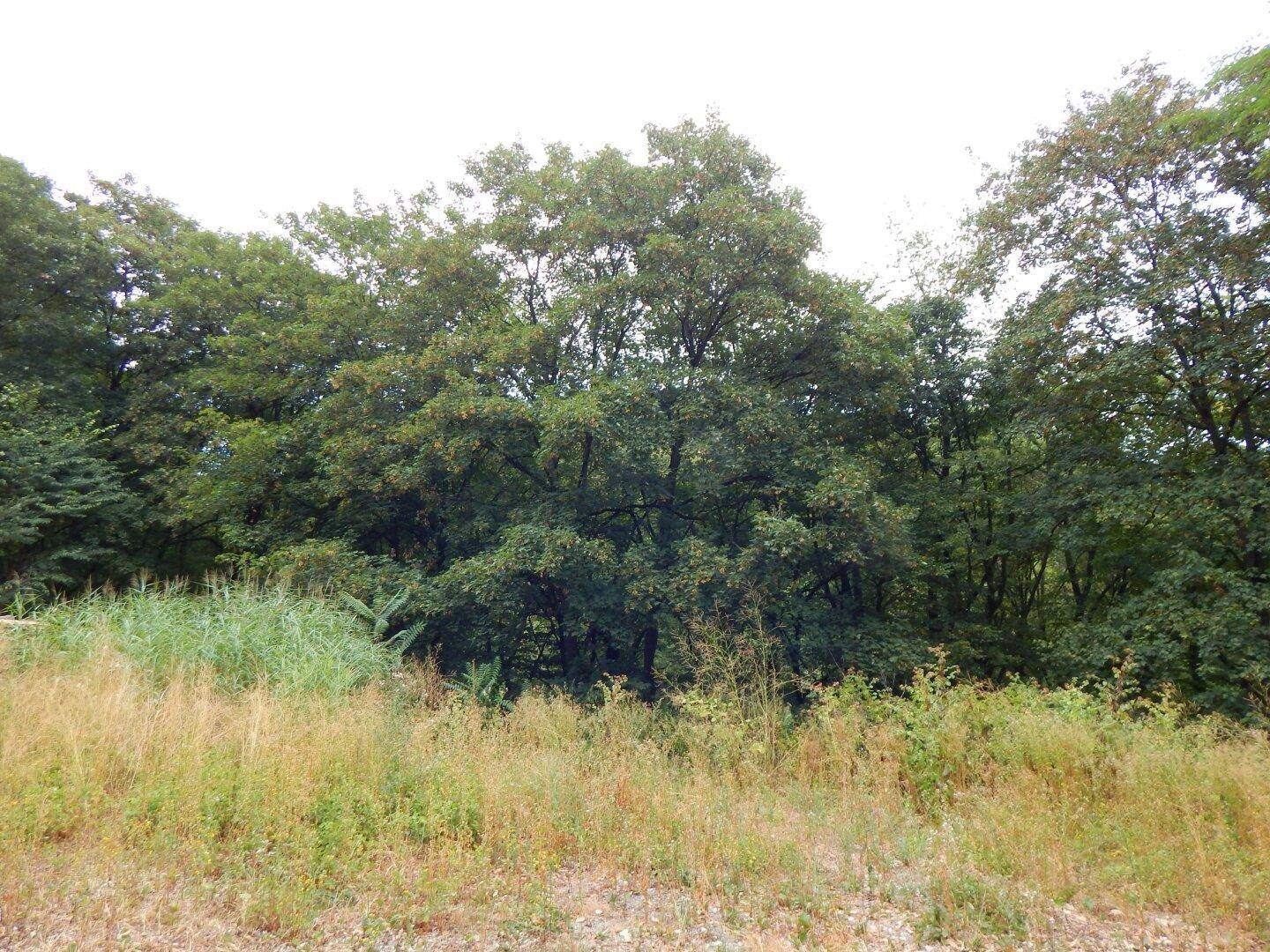 Weitläufige Naturlandschaft mit Bäumen und hohem Gras unter bewölktem Himmel.
