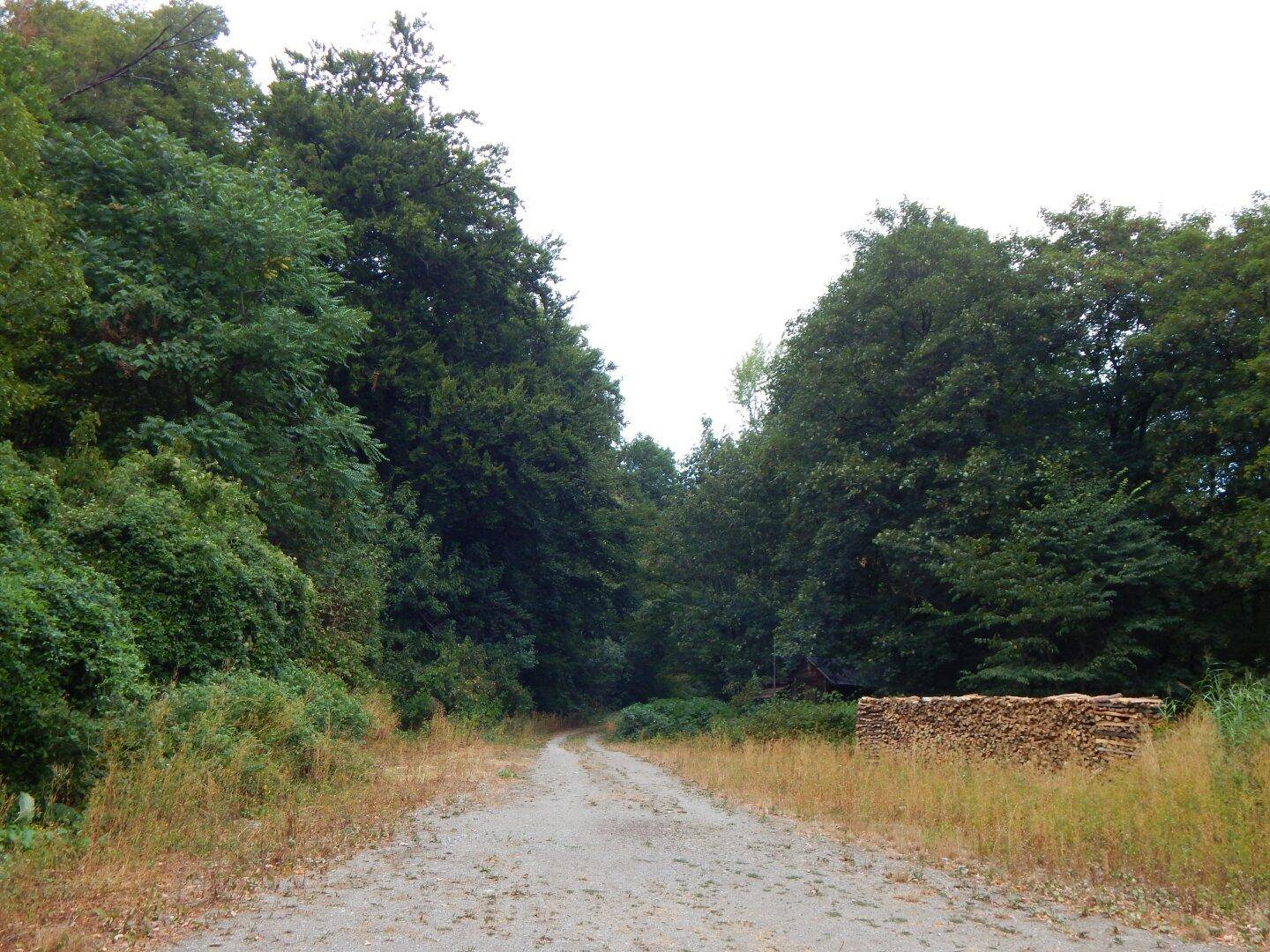 Waldweg mit gestapeltem Holz am Rand, umgeben von dichtem Baumbestand.
