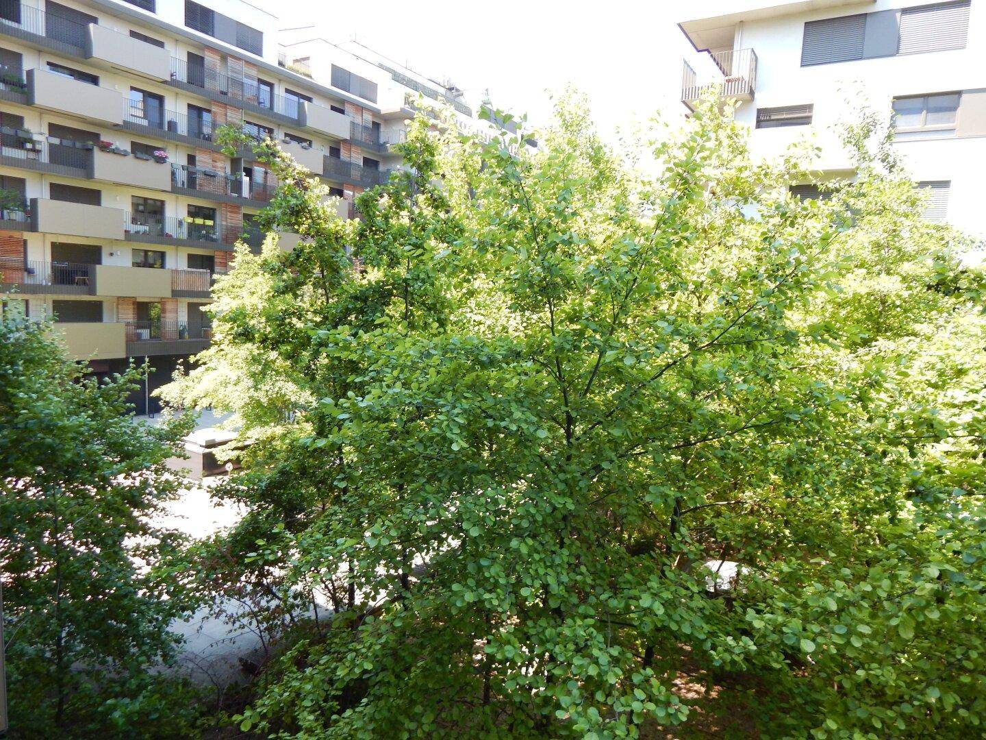 Sonnige Ansicht des begrünten Innenhofs mit Bäumen und modernen Wohngebäuden.