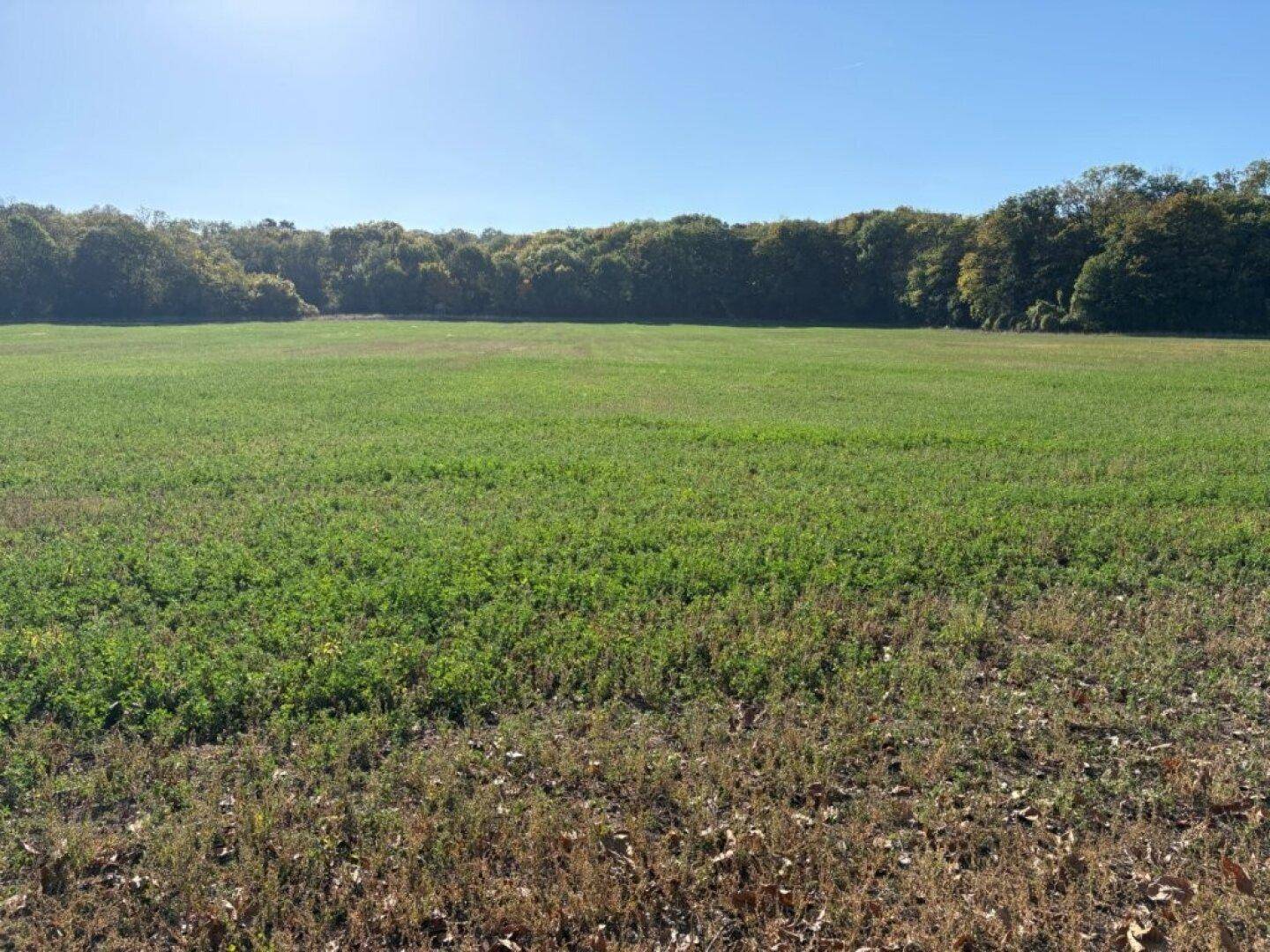 Weitläufige grüne Wiesenlandschaft unter blauem Himmel, umgeben von einem Waldrand.