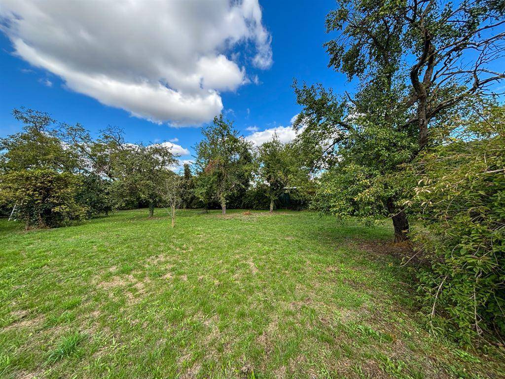 Weitläufiger Gartenbereich mit üppigem Grün, Rasen und verschiedenen Bäumen an einem sonnigen Tag.