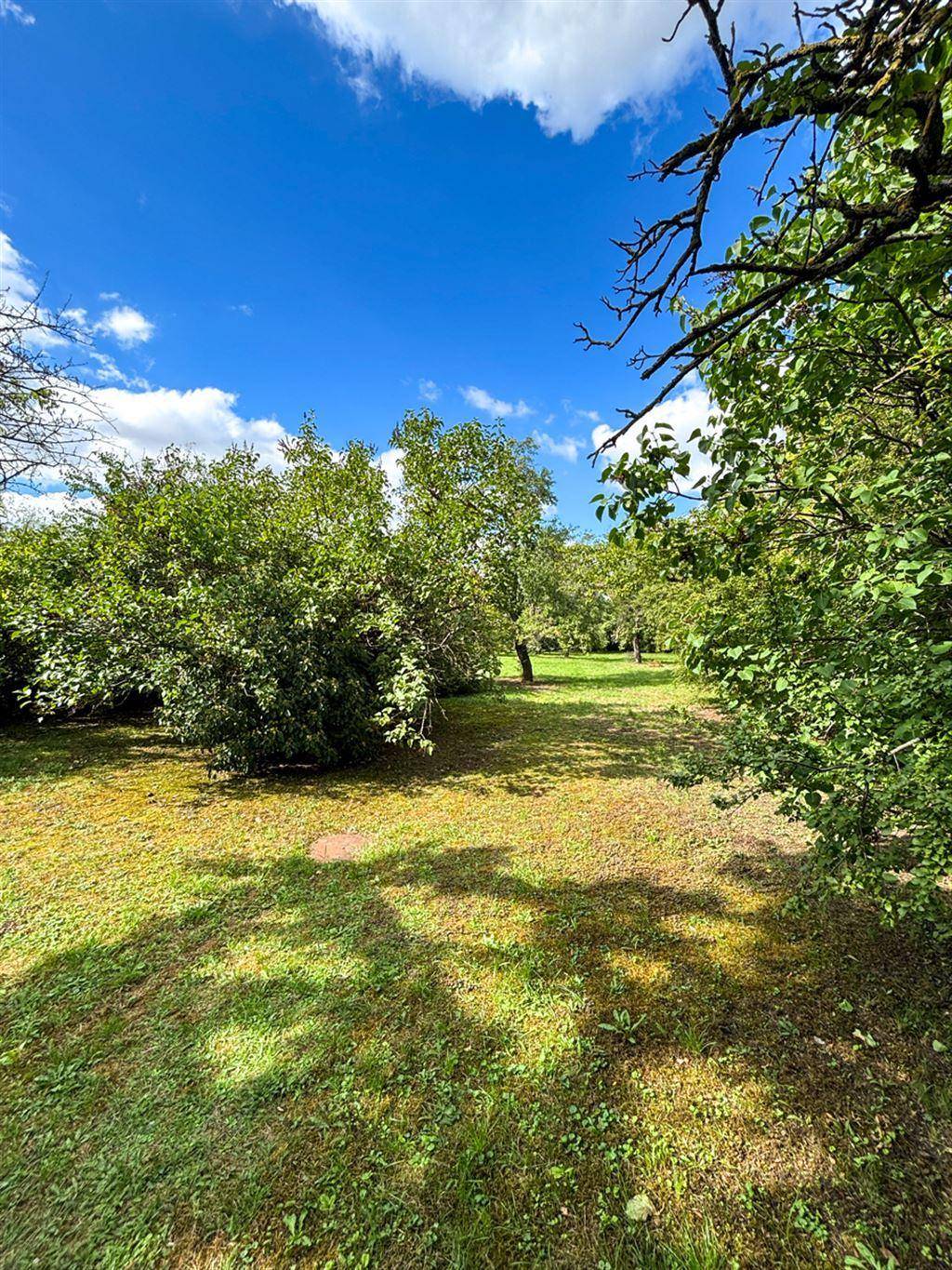 Idyllischer Garten mit schattenspendenden Bäumen und einer sonnigen Rasenfläche am Nachmittag.
