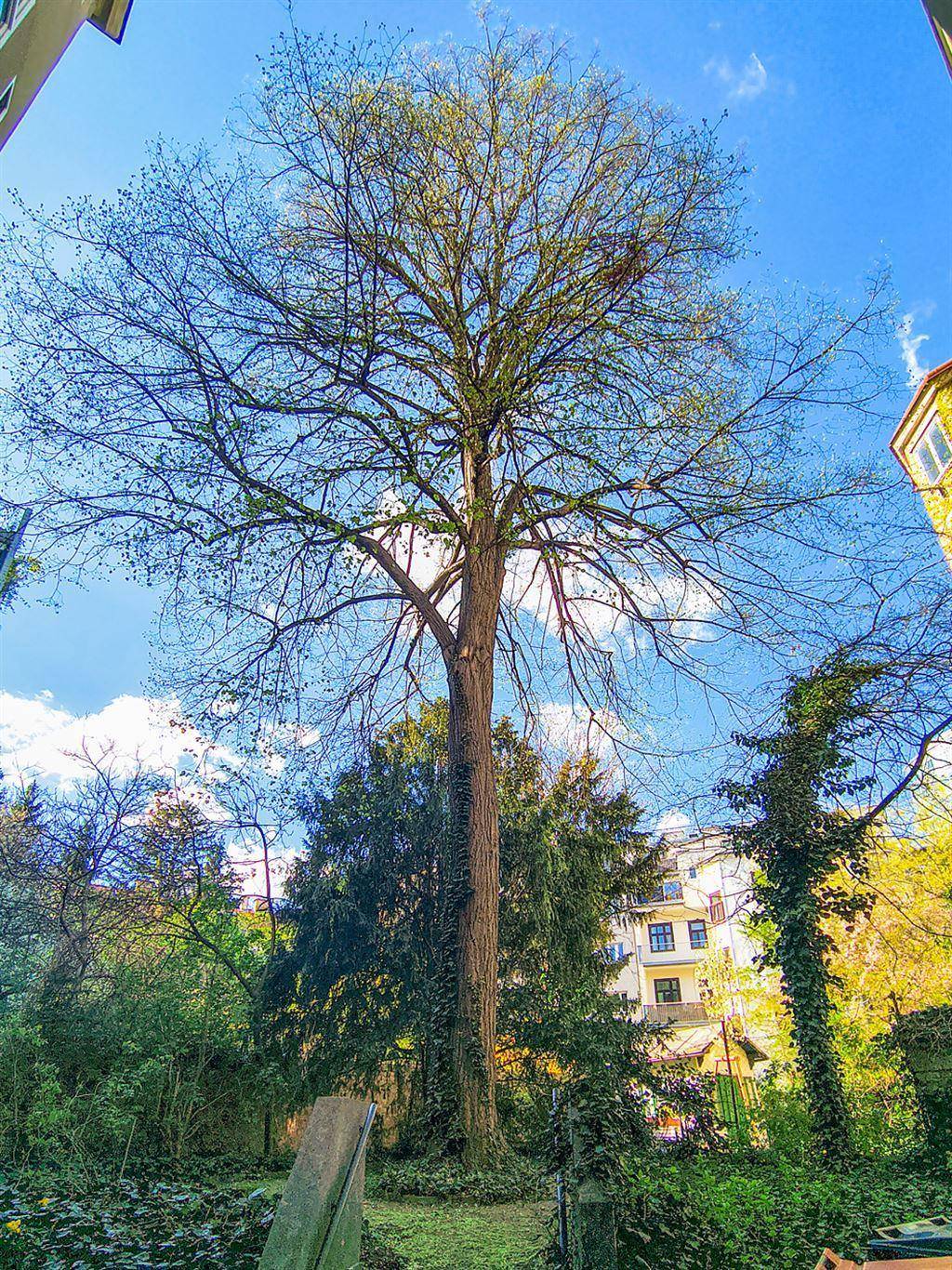 Hoher Baum in einem grünen Gartenbereich, umgeben von weiteren Bäumen und Gebäuden im Hintergrund.