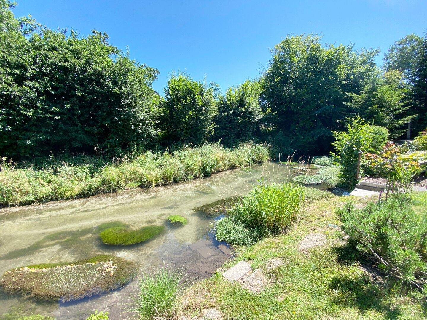 Klarer Bach mit grünen Pflanzen am Ufer, umgeben von dichter Vegetation unter blauem Himmel.