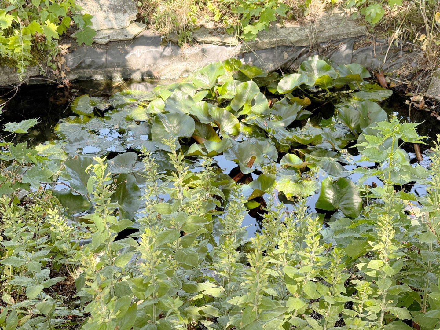 Kleiner Teich mit Seerosen und üppiger Uferbepflanzung, eingebettet in die Gartenlandschaft.