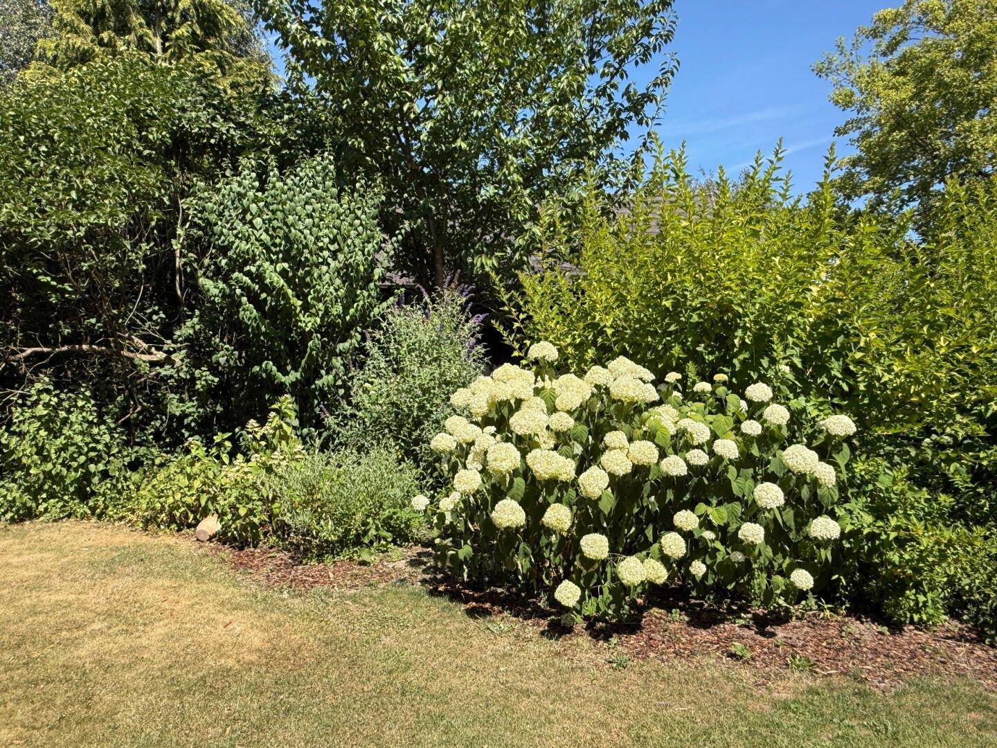 Detailaufnahme von blühenden Hortensien und üppigem Grün in einem sonnigen Gartenbereich.