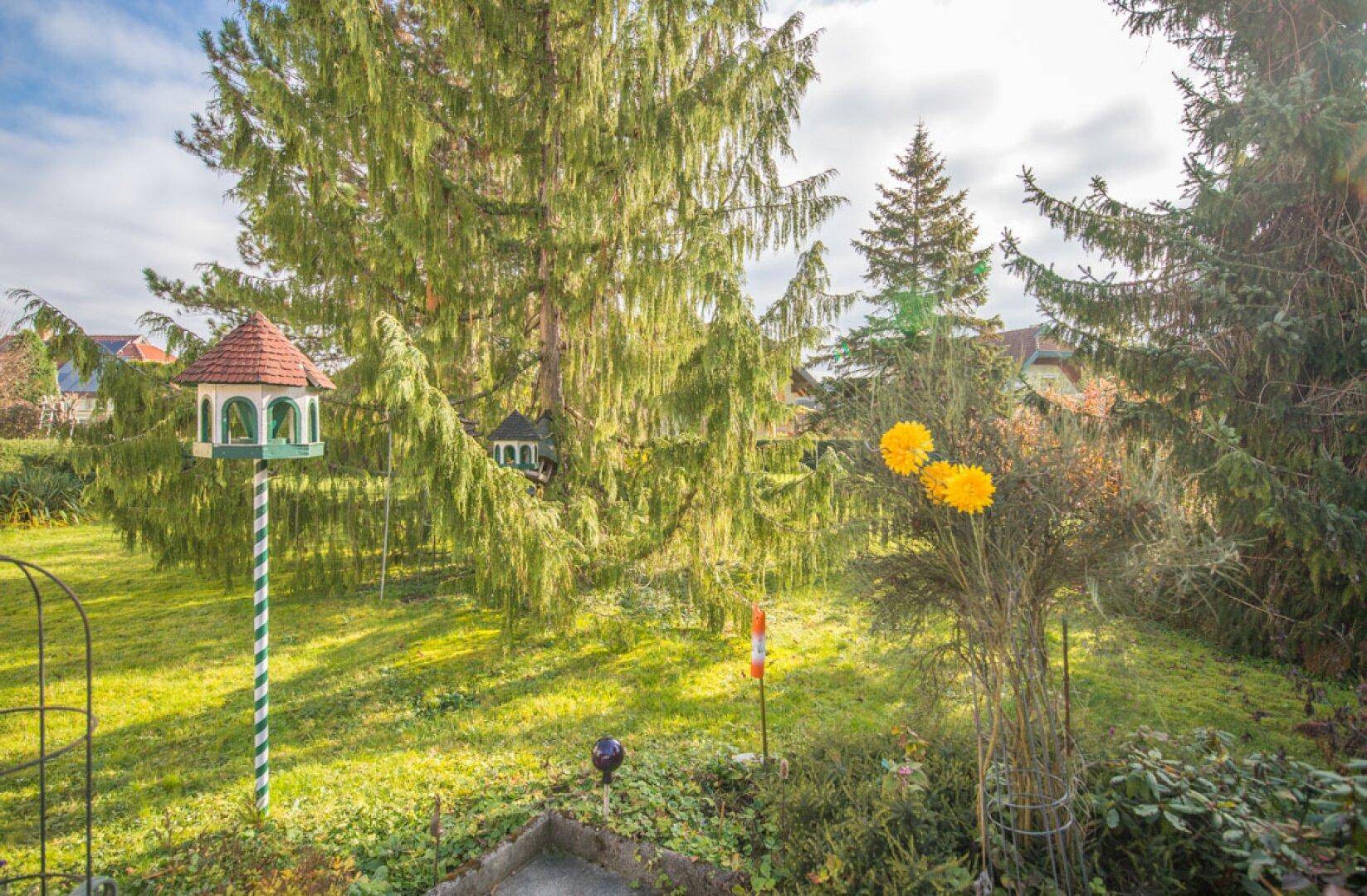 Idyllischer Garten mit hohen Nadelbäumen, Rasenfläche und einem dekorativen Vogelhaus.