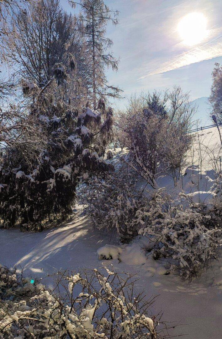 Sonnige Winterlandschaft mit verschneiten Bäumen und Sträuchern unter blauem Himmel.