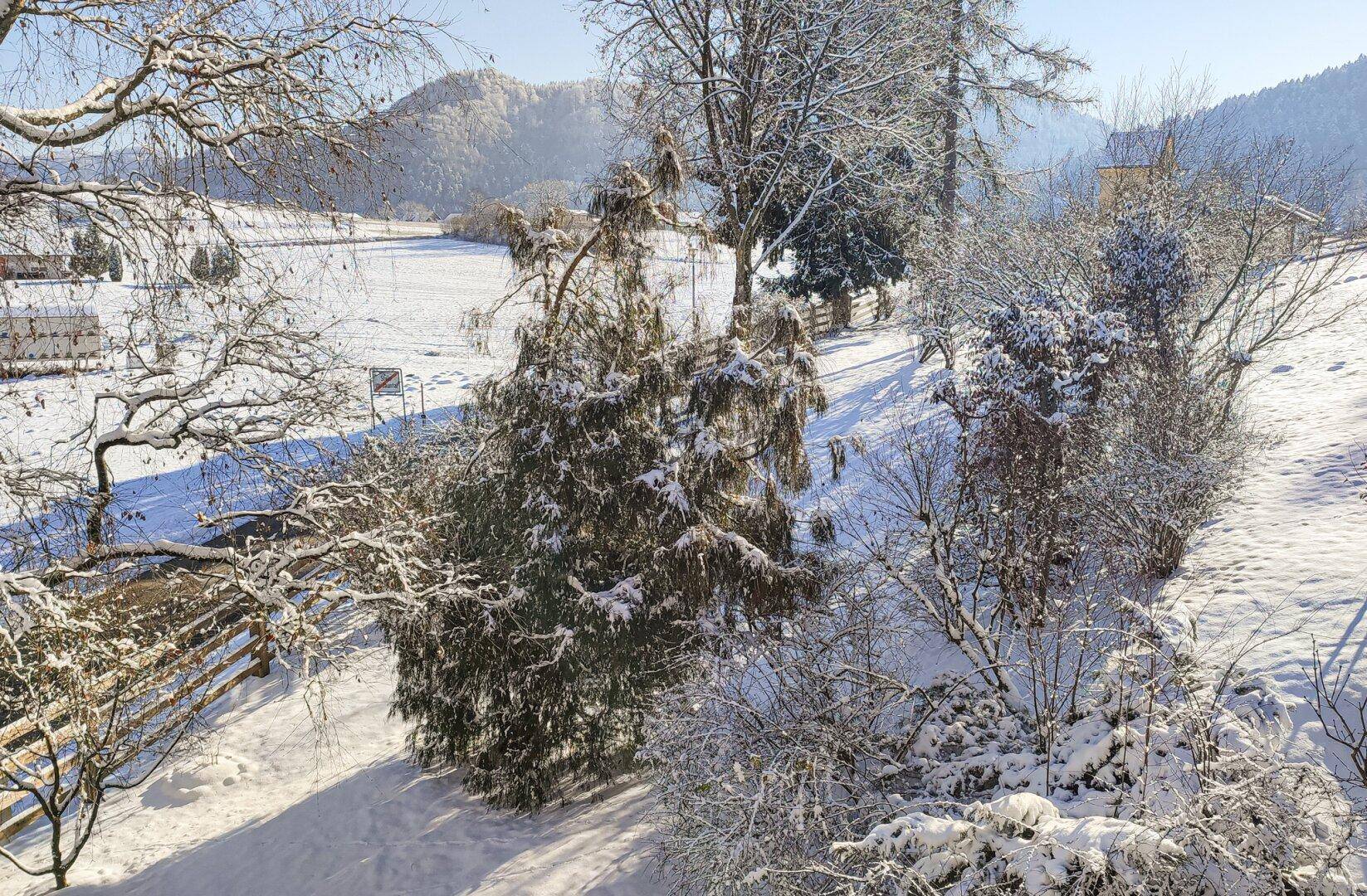 Sonnige Winterlandschaft mit verschneiten Bäumen und Blick auf die entfernten Berge.