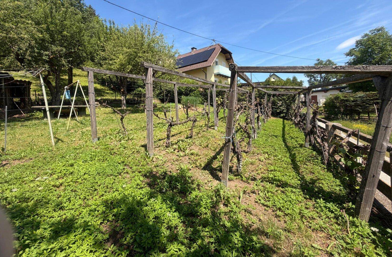 Kleiner Weinberg im Garten mit Holzkonstruktion und jungen Reben, umgeben von viel Grün.