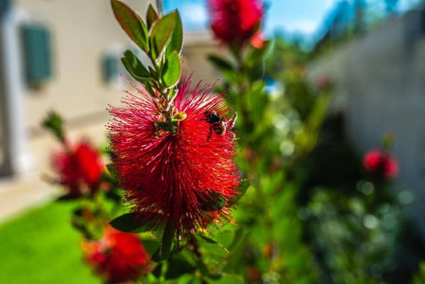 Nahaufnahme einer leuchtend roten Flaschenbürstenpflanze mit einer Biene im Garten.